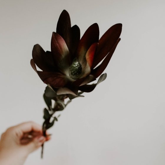 Person's hand holding a single stem of a deep red flower with white background.