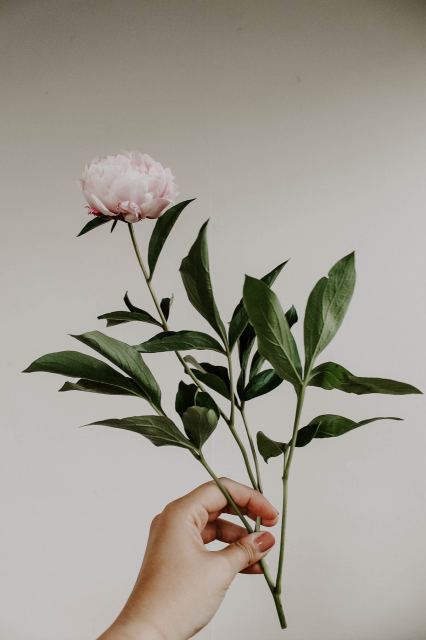 Person's hand holding a single pink peony stem with many leaves and a white background.