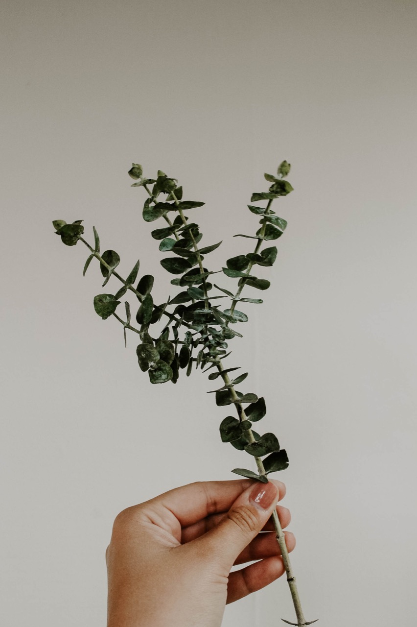 Person's hand holding a single stem of eucalyptus against a white background.